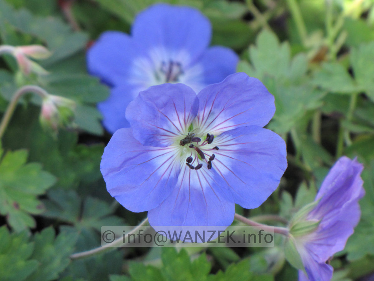 Geranium Hybride Rozanne - Bluetenmacro 1A.JPG